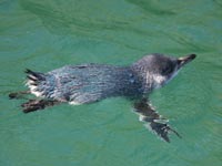 Little Blue Penguin